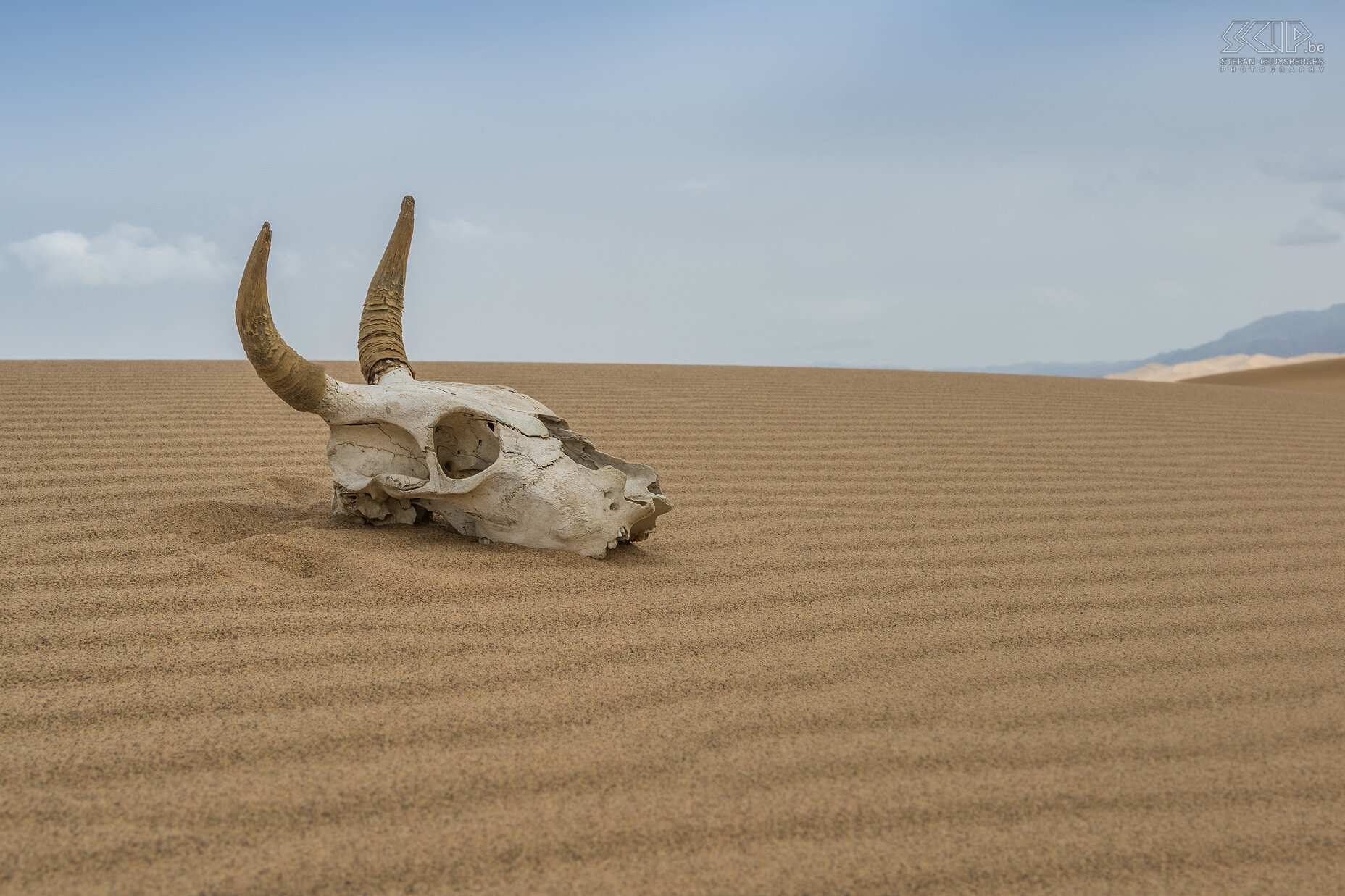 Gobi - Khongoryn Els - Animal skull Khongoryn Els also known as the ‘Singing dunes’ are the best known sand dunes of the Gobi desert where only few plants and animals can survive. Temperatures can reach +40° C. in summer and -40° C in winter. Stefan Cruysberghs